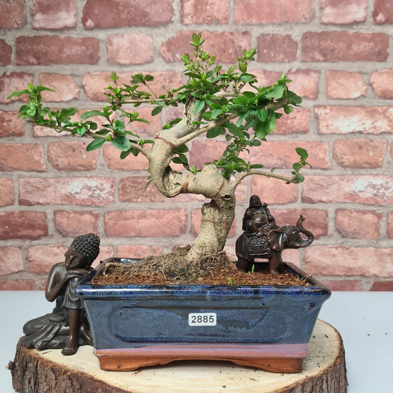 Chinese Privet (Ligustrum Sinense) Bonsai Tree | Shaped | In 20cm Pot - Yorkshire Bonsai