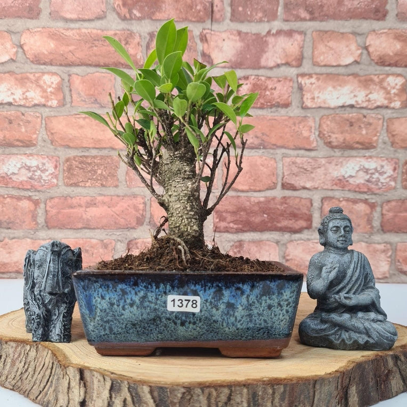Ficus Microcarpa (Banyan Fig) Indoor Bonsai Tree | Broom | In 15cm Pot - Yorkshire Bonsai