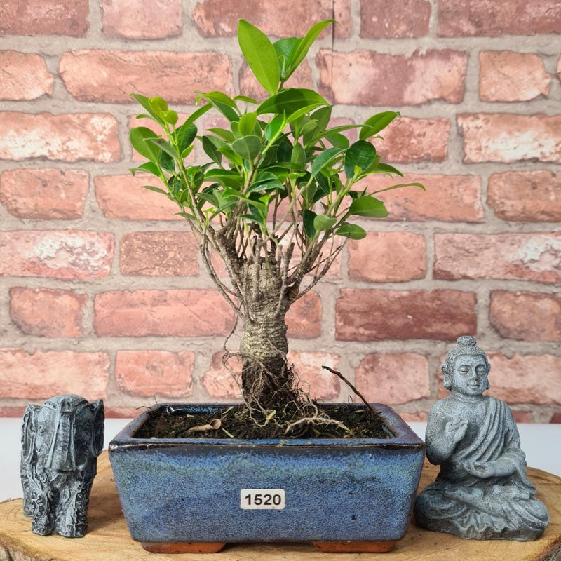 Ficus Microcarpa (Banyan Fig) Indoor Bonsai Tree | Broom | In 15cm Pot - Yorkshire Bonsai