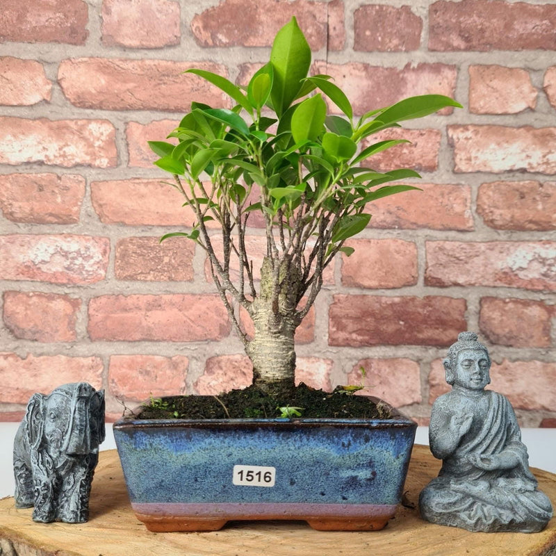 Ficus Microcarpa (Banyan Fig) Indoor Bonsai Tree | Broom | In 15cm Pot - Yorkshire Bonsai