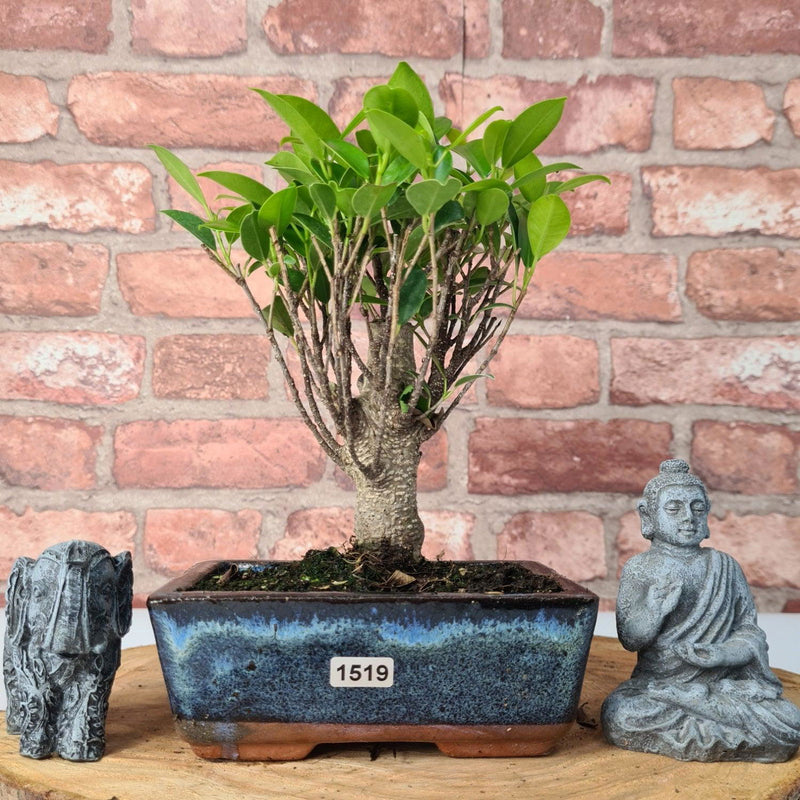 Ficus Microcarpa (Banyan Fig) Indoor Bonsai Tree | Broom | In 15cm Pot - Yorkshire Bonsai
