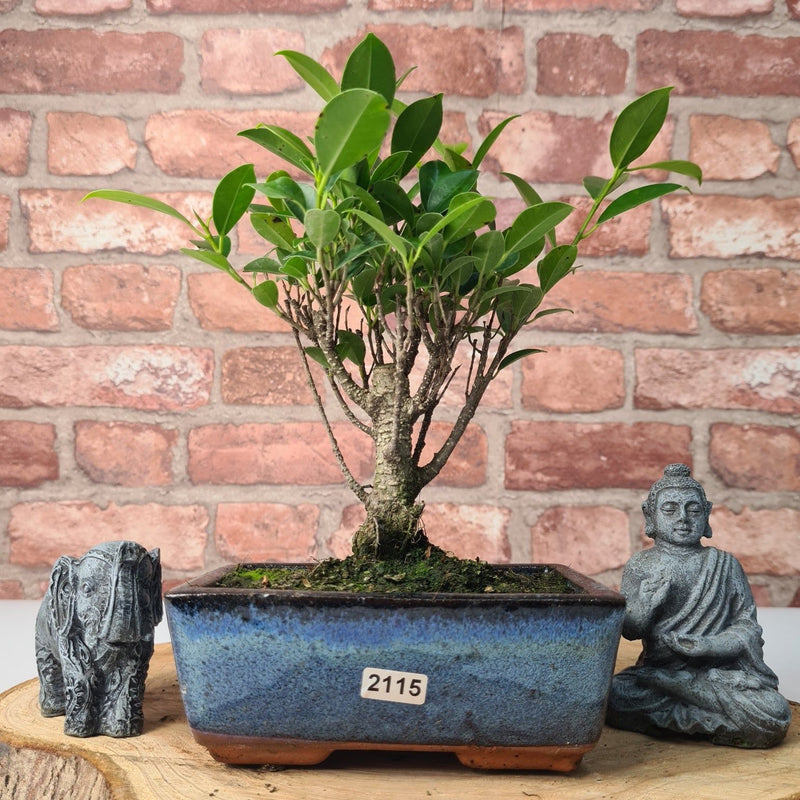 Ficus Microcarpa (Banyan Fig) Indoor Bonsai Tree | Broom | In 15cm Pot - Yorkshire Bonsai