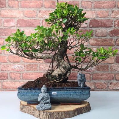 Ficus Microcarpa (Banyan Fig) Large Indoor Bonsai Tree | Shaped | In 35cm Pot - Yorkshire Bonsai