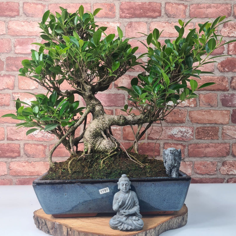 Ficus Microcarpa (Banyan Fig) Large Indoor Bonsai Tree | Shaped | In 35cm Pot - Yorkshire Bonsai