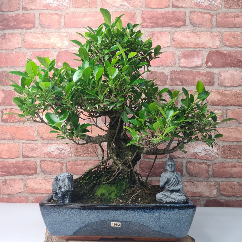 Ficus Microcarpa (Banyan Fig) Large Indoor Bonsai Tree | Shaped | In 35cm Pot - Yorkshire Bonsai