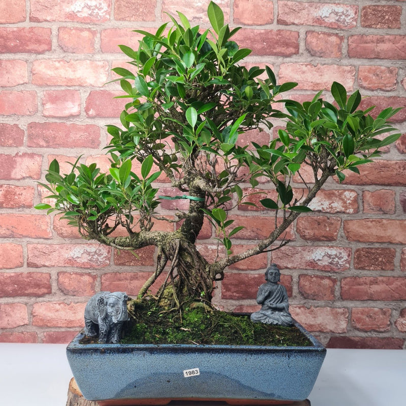 Ficus Microcarpa (Banyan Fig) Large Indoor Bonsai Tree | Shaped | In 35cm Pot - Yorkshire Bonsai