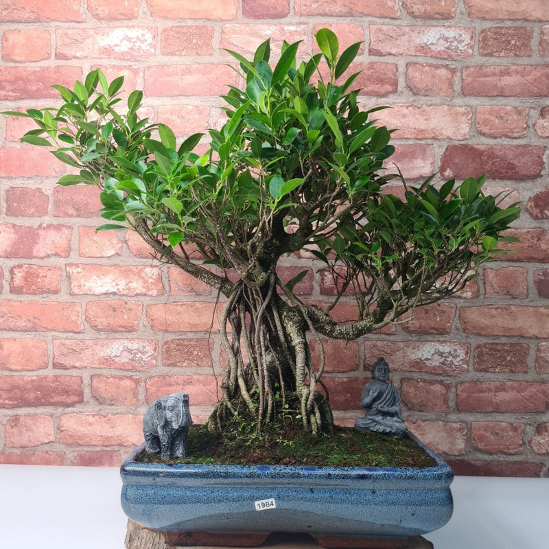 Ficus Microcarpa (Banyan Fig) Large Indoor Bonsai Tree | Shaped | In 35cm Pot - Yorkshire Bonsai