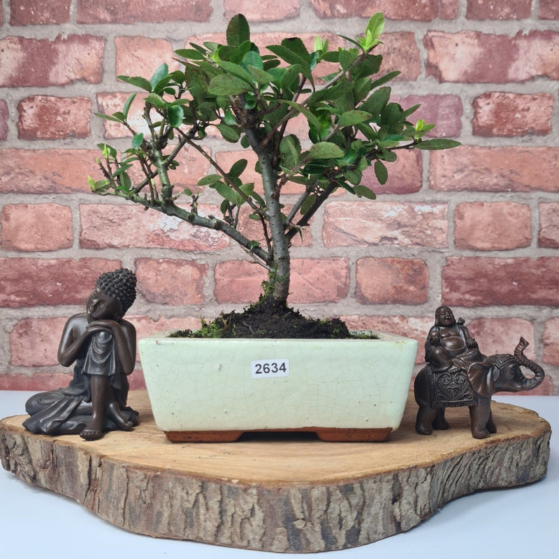 Firethorn (Pyracantha) Bonsai Tree | Broom | In 15cm Pot - Yorkshire Bonsai