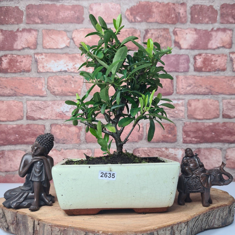 Firethorn (Pyracantha) Bonsai Tree | Broom | In 15cm Pot - Yorkshire Bonsai