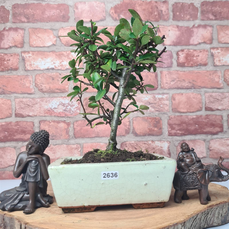 Firethorn (Pyracantha) Bonsai Tree | Broom | In 15cm Pot - Yorkshire Bonsai