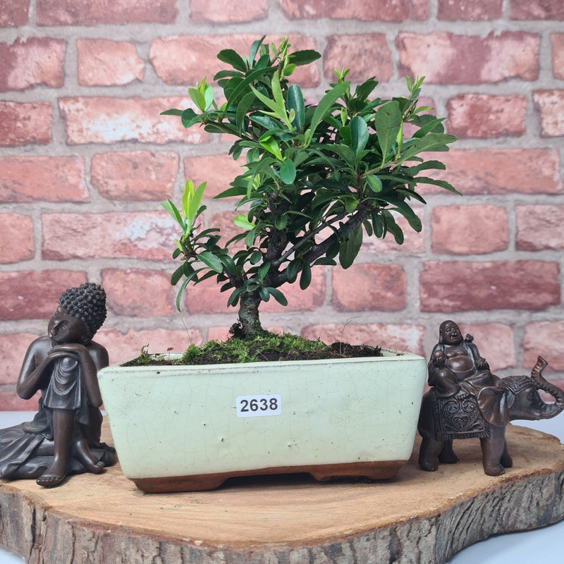 Firethorn (Pyracantha) Bonsai Tree | Broom | In 15cm Pot - Yorkshire Bonsai