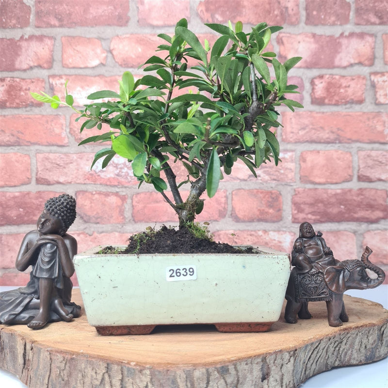 Firethorn (Pyracantha) Bonsai Tree | Broom | In 15cm Pot - Yorkshire Bonsai
