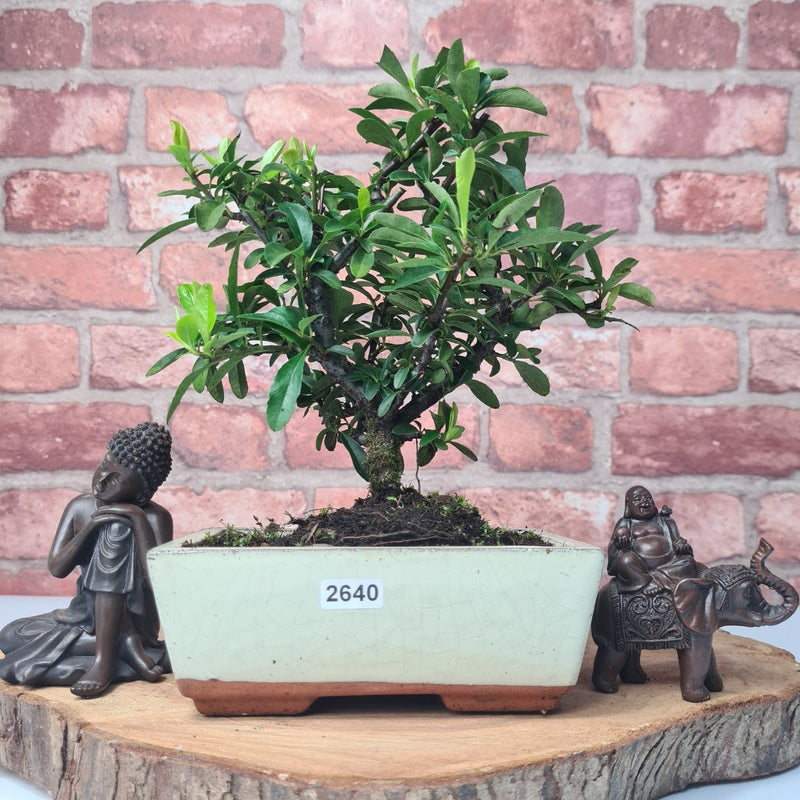 Firethorn (Pyracantha) Bonsai Tree | Broom | In 15cm Pot - Yorkshire Bonsai
