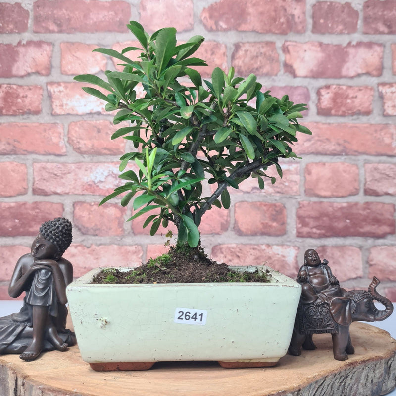 Firethorn (Pyracantha) Bonsai Tree | Broom | In 15cm Pot - Yorkshire Bonsai