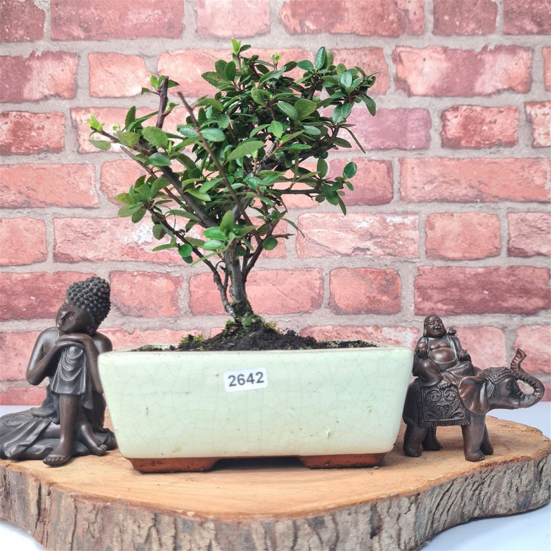 Firethorn (Pyracantha) Bonsai Tree | Broom | In 15cm Pot - Yorkshire Bonsai
