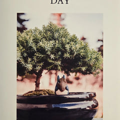 Father's Day Bonsai Premium Starter Bundle | Chinese Elm (Ulmus Parvifolia) | Shaped Tree