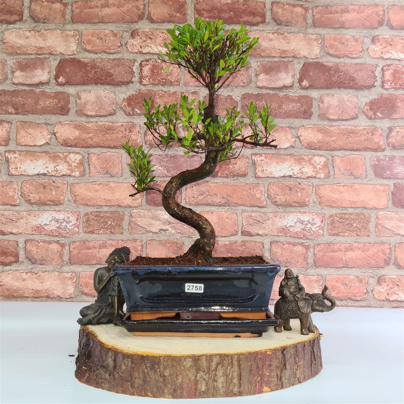 Handcrafted Wooden Bonsai Stand | Cypress Wood | Water Resistant | Various Sizes - Yorkshire Bonsai