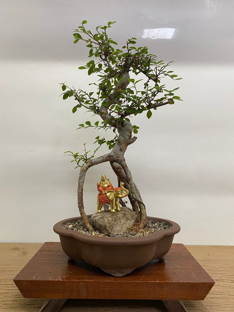 Chinese Elm (Ulmus Parvifolia) Bonsai Tree | Shaped | In 26cm Pot | Great Gift