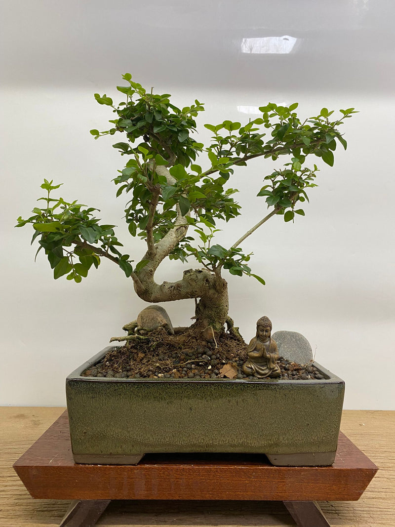 Chinese Privet (Ligustrum Sinense) Premium Bonsai Tree Bundle | Shaped | In 27cm Pot