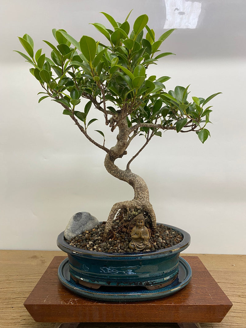 Ficus Microcarpa (Banyan Fig) Indoor Premium Bonsai Tree Bundle | Shaped | In 26cm Pot