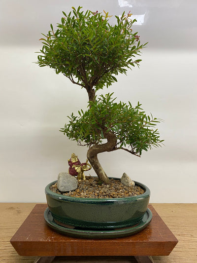 Indoor and Outdoor Bonsai Trees Collection
