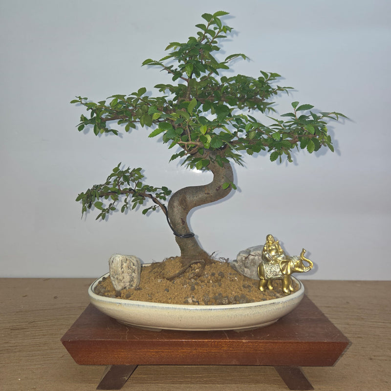 Chinese Elm (Ulmus Parvifolia) Premium Bonsai Tree Bundle | Shaped | In 31cm Pot