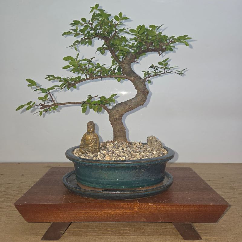 Chinese Elm (Ulmus Parvifolia) Premium Bonsai Tree Bundle | Shaped | In 20cm Pot