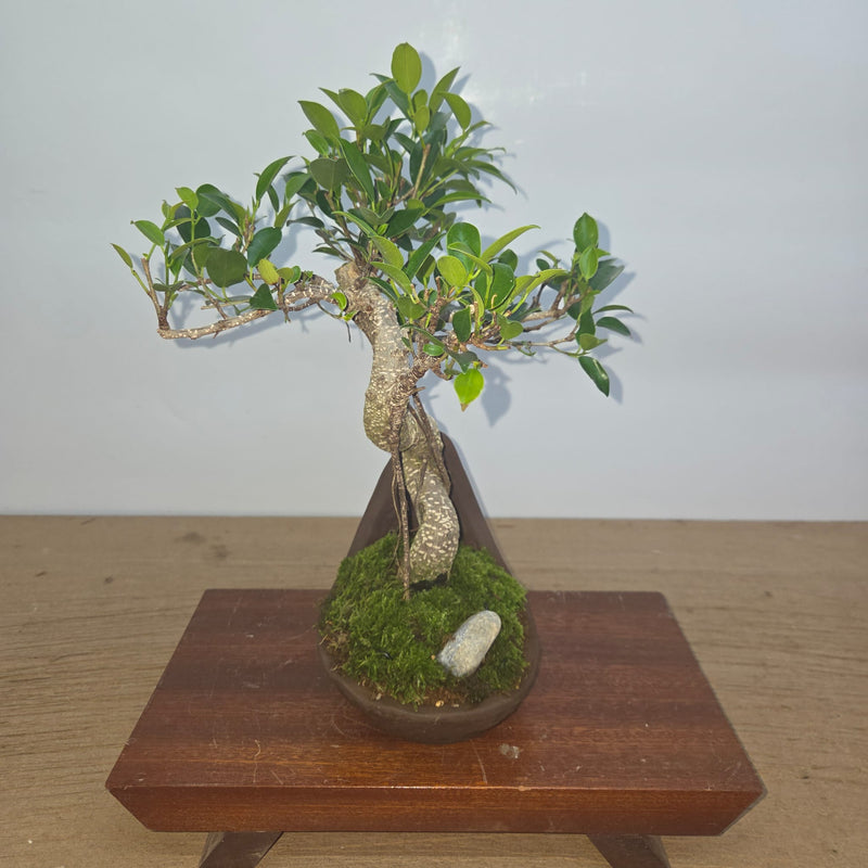 Ficus Microcarpa (Banyan Fig) Indoor Premium Bonsai Tree Bundle | Shaped | In 18cm Pot