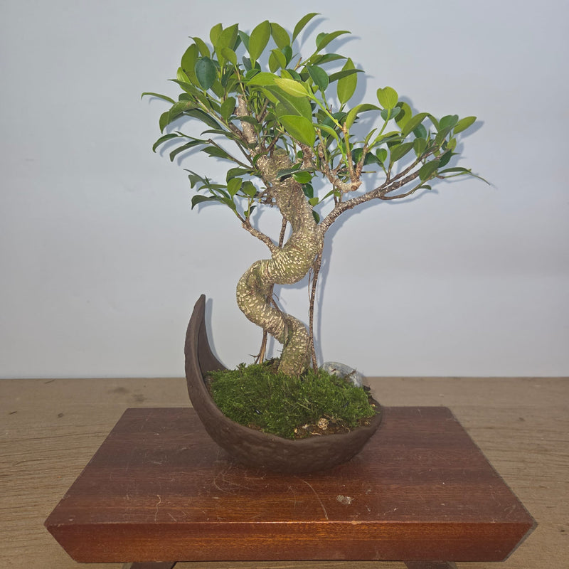 Ficus Microcarpa (Banyan Fig) Indoor Premium Bonsai Tree Bundle | Shaped | In 18cm Pot