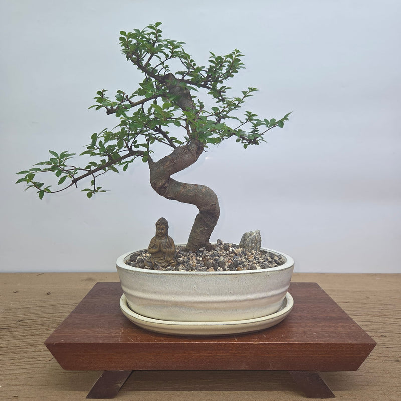 Chinese Elm (Ulmus Parvifolia) Premium Bonsai Tree Bundle | Shaped | In 20cm Pot