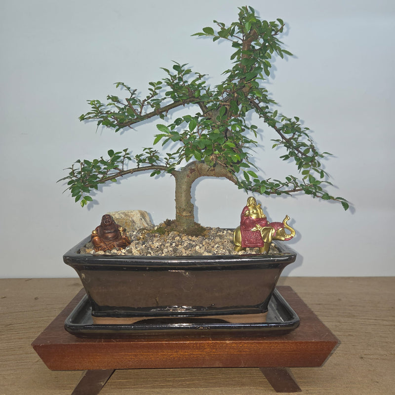 Chinese Elm (Ulmus Parvifolia) Premium Bonsai Tree Bundle | Shaped | In 26cm Pot