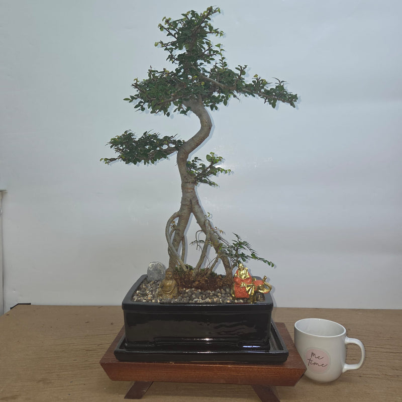 Chinese Elm (Ulmus Parvifolia) Premium Bonsai Tree Bundle | Shaped | In 26cm Pot