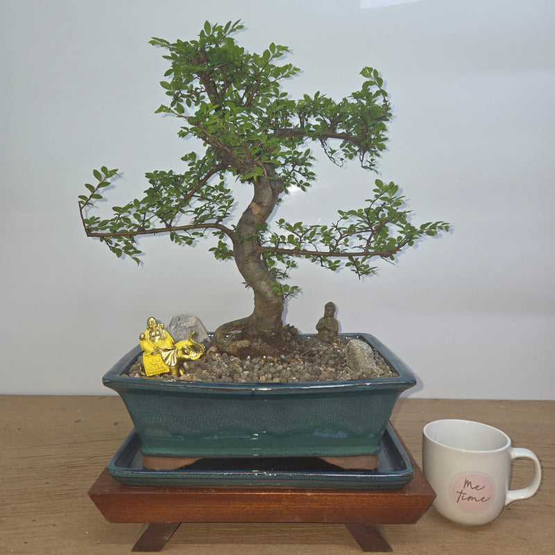 Chinese Elm (Ulmus Parvifolia) Premium Bonsai Tree Bundle | Shaped | In 31cm Pot