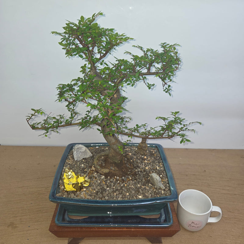 Chinese Elm (Ulmus Parvifolia) Premium Bonsai Tree Bundle | Shaped | In 31cm Pot