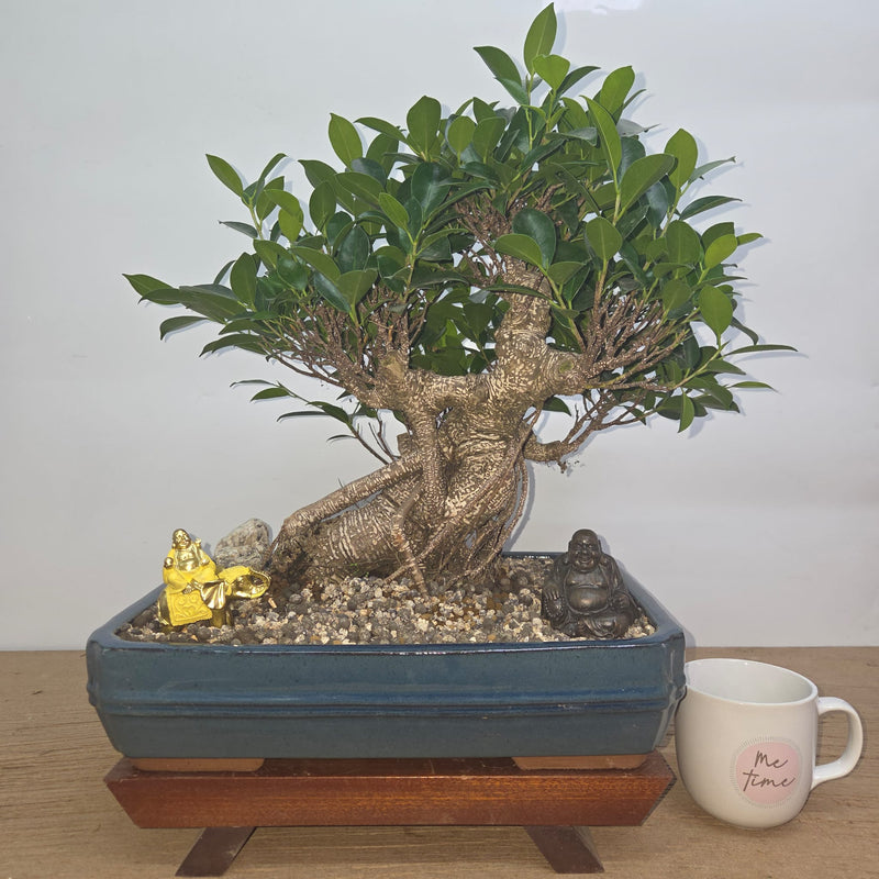 Ficus Microcarpa (Banyan Fig) Indoor Premium Bonsai Tree Bundle | Shaped | In 37cm Pot