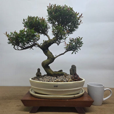 Indoor and Outdoor Bonsai Trees Collection