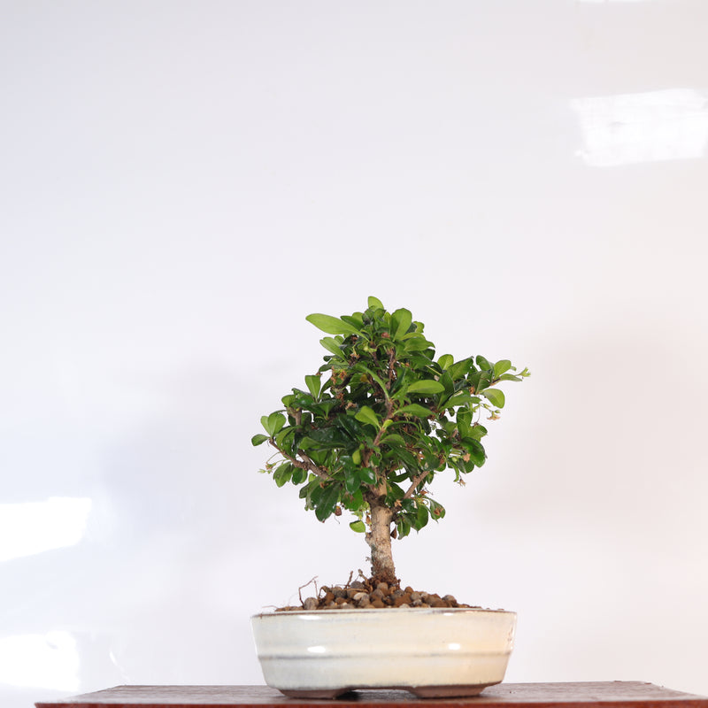 Fukien Tea Tree (Carmona Retusa) Bonsai Tree | Broom | In 16cm Pot | Perfect Gift