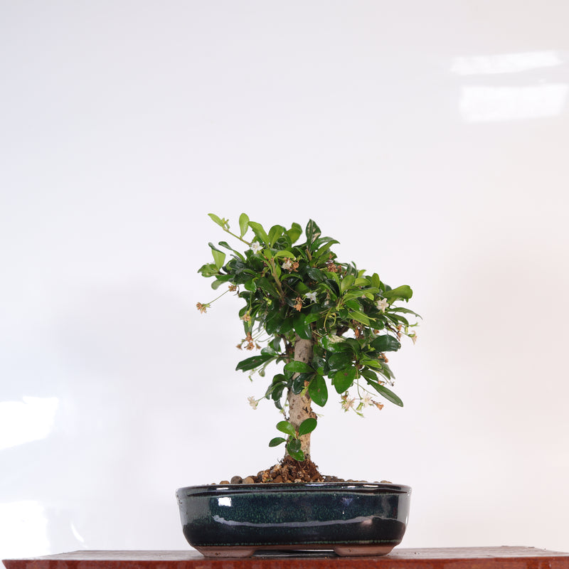 Fukien Tea Tree (Carmona Retusa) Bonsai Tree | Broom | In 16cm Pot | Perfect Gift