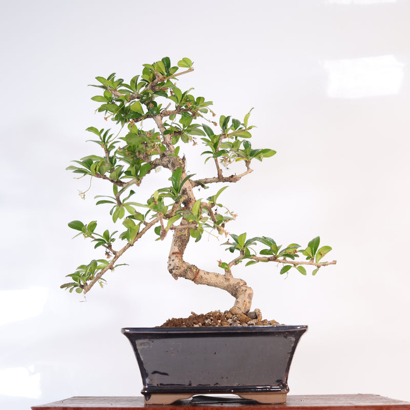 Fukien Tea Tree (Carmona Retusa) Bonsai Tree | Shaped | In 18cm Pot | Wonderful Gift