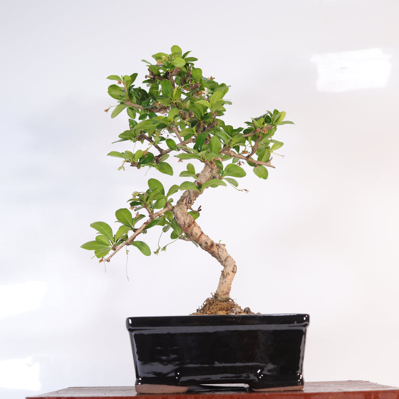 Fukien Tea Tree (Carmona Retusa) Bonsai Tree | Shaped | In 18cm Pot | Wonderful Gift