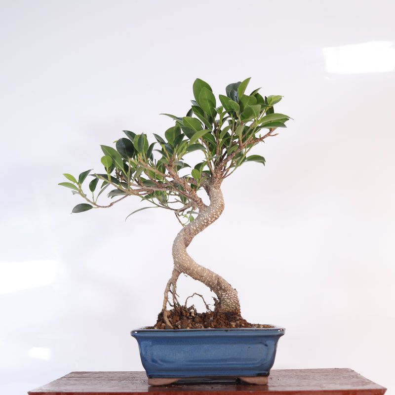 Ficus Microcarpa (Banyan Fig) Indoor Bonsai Tree | Shaped | In 16cm Pot | Delightful Gift