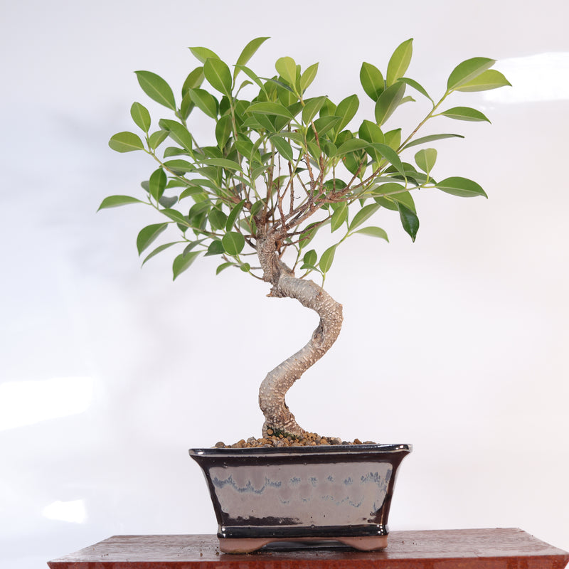 Ficus Microcarpa (Banyan Fig) Indoor Bonsai Tree | Shaped | In 16cm Pot | Delightful Gift