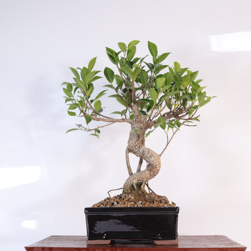 Ficus Microcarpa (Banyan Fig) Indoor Bonsai Tree | Shaped | In 16cm Pot | Delightful Gift