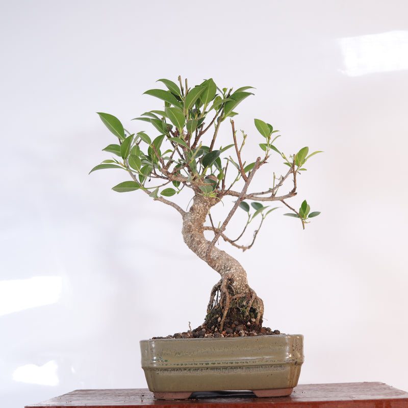 Ficus Microcarpa (Banyan Fig) Indoor Bonsai Tree | Shaped | In 16cm Pot | Delightful Gift