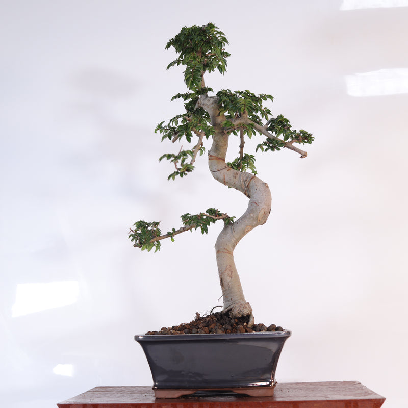Chinese Elm (Ulmus Parvifolia) Bonsai Tree | Shaped | In 18cm Pot | Great Gift