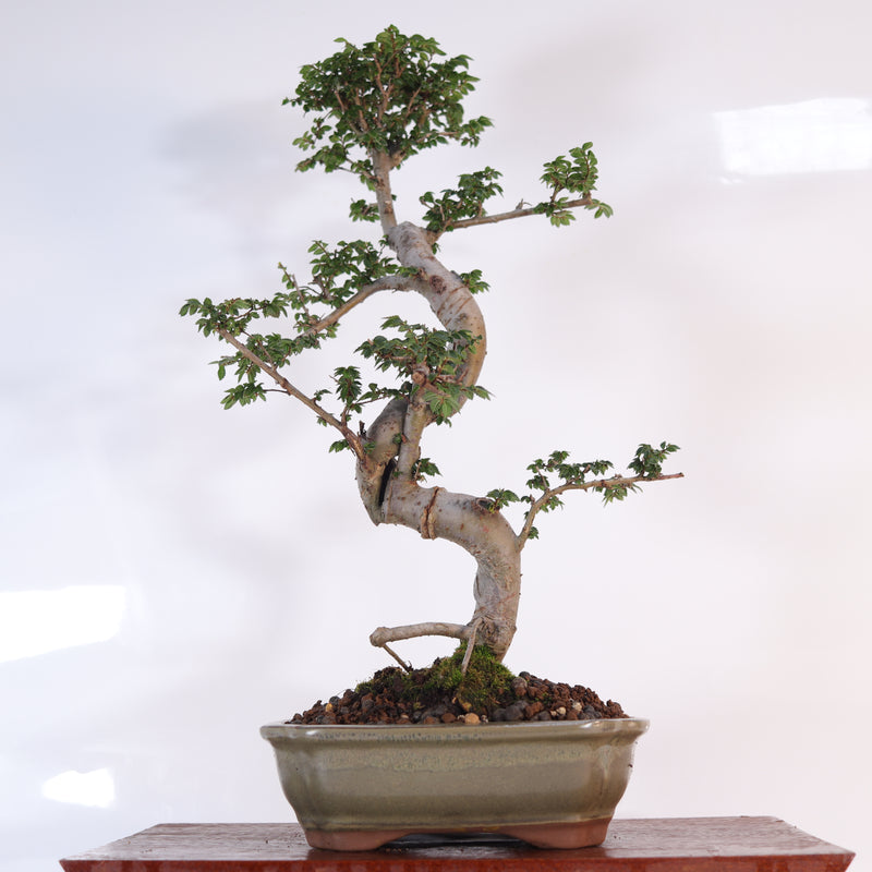 Chinese Elm (Ulmus Parvifolia) Bonsai Tree | Shaped | In 18cm Pot | Great Gift
