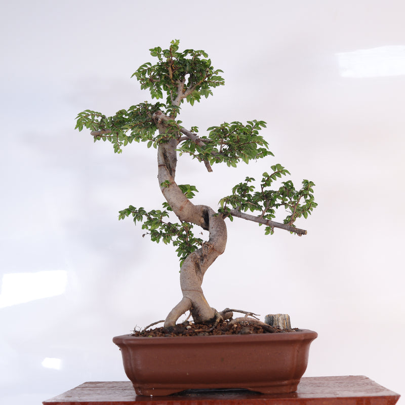 Chinese Elm (Ulmus Parvifolia) Bonsai Tree | Shaped | In 20cm Unglazed Pot
