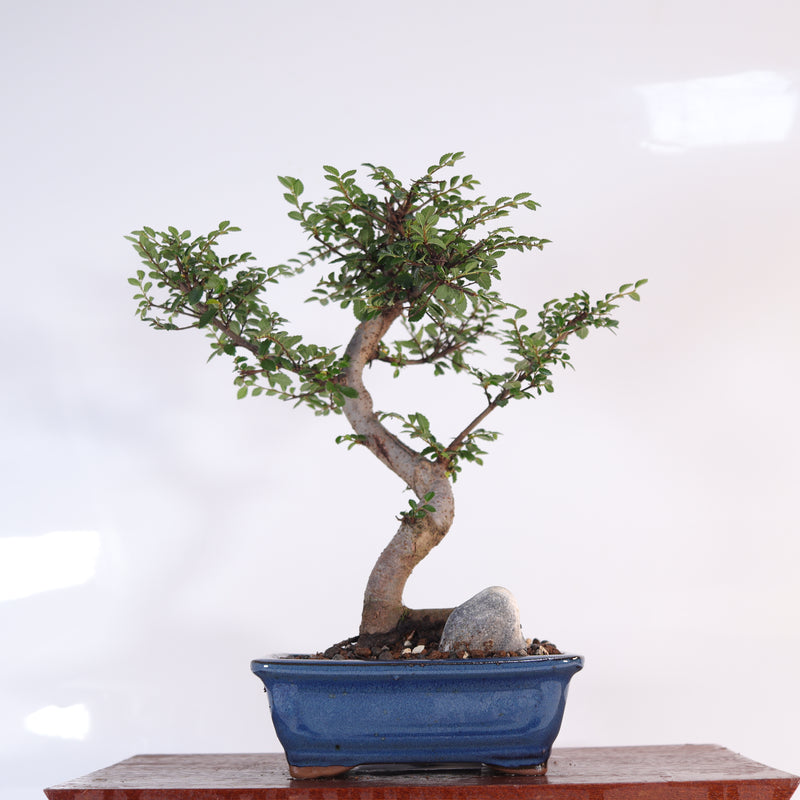 Chinese Elm (Ulmus Parvifolia) Bonsai Tree | Shaped | In 16cm Pot | Great Gift