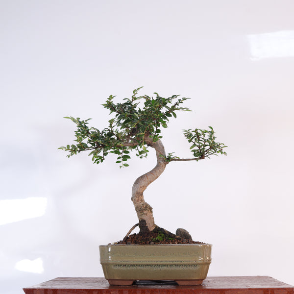 Chinese Elm (Ulmus Parvifolia) Bonsai Tree | Shaped | In 16cm Pot | Great Gift
