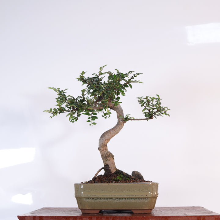Chinese Elm (Ulmus Parvifolia) Bonsai Tree | Shaped | In 16cm Pot | Great Gift